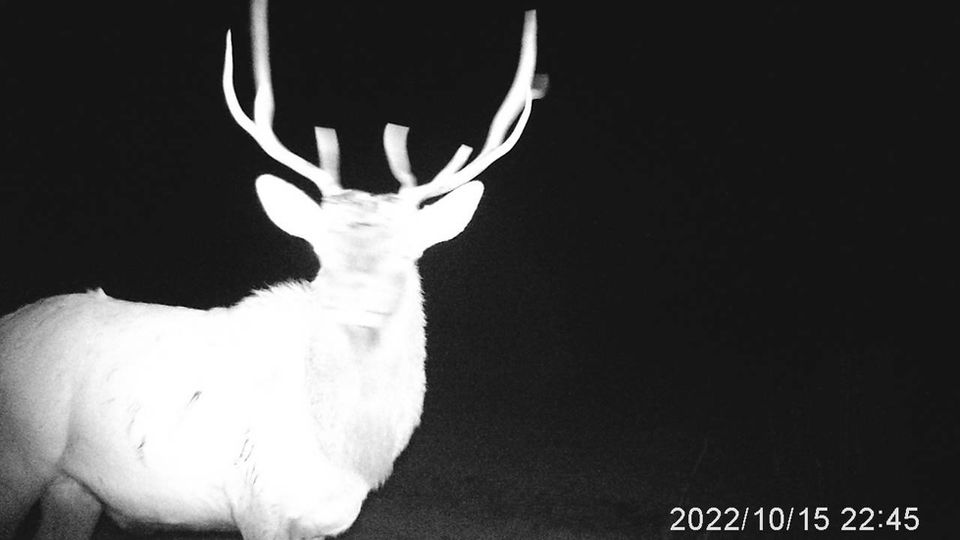 Windler Ranch Elk